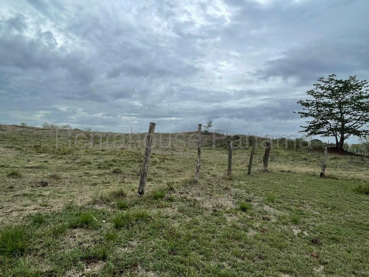 Terreno de 5 hectáreas (50,000 mts) en el Pedregosito